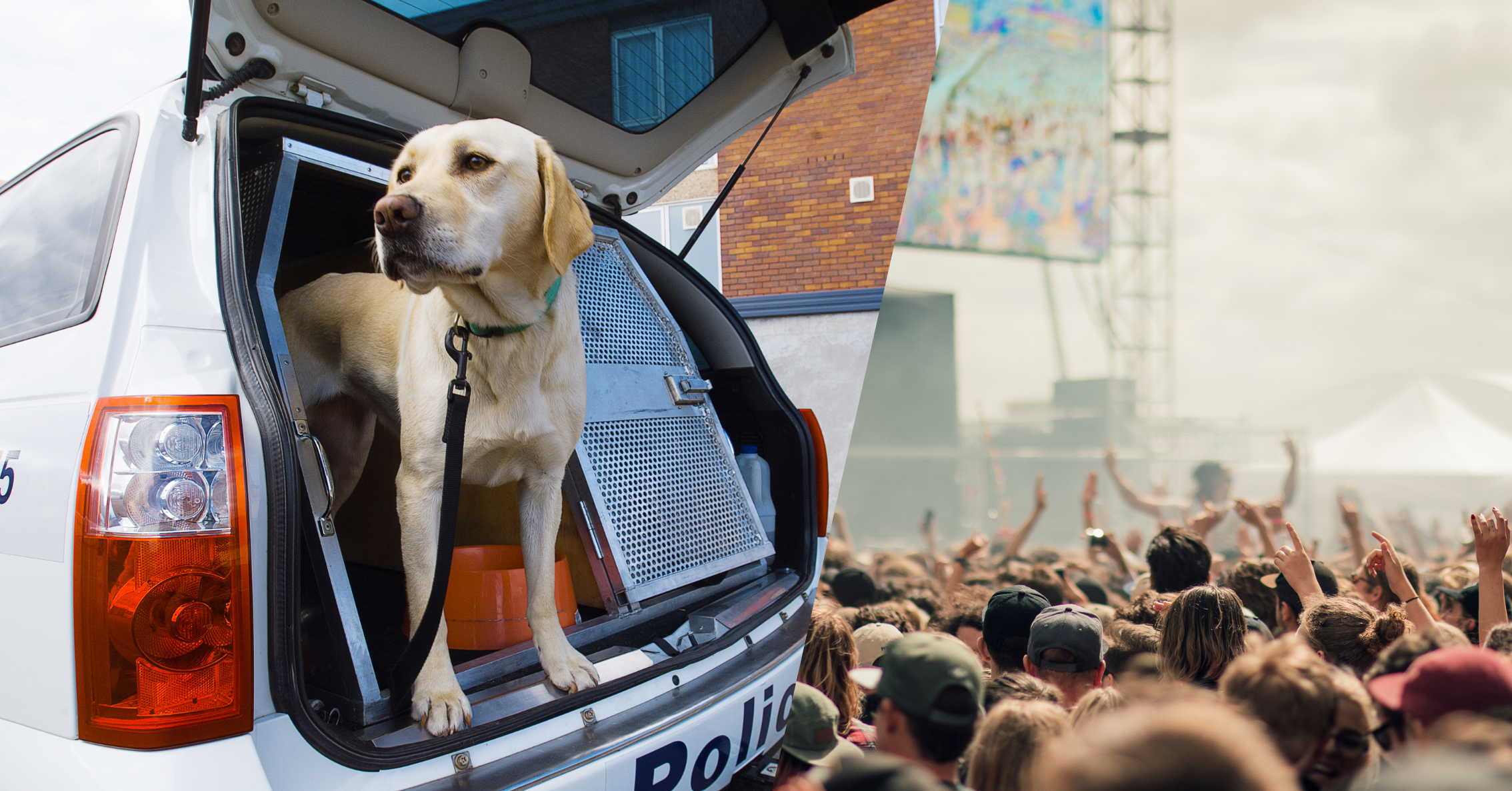 Featured image for “Increasing Harm: The Dangers of Sniffer Dog Operations”